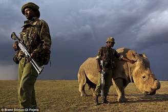 Sudão é vigiado dia e noite por guardas armados, que arriscam suas próprias vidas para tentar manter o animal longe do perigo