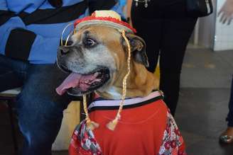 Realizado em Bauru, o Arraiáu dos Pets, reuniu cães vestidos com tema das festas juninas