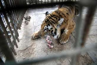 Tigre do zoo Jan Yunis, em Gaza, está a beira da inanição. Muitos dos animais do zoológico morreram, outros foram feridos e alguns escaparam depois do último ataque israelense a Gaza, em 2014.