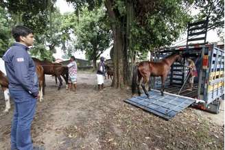 Durante a semana, a prefeitura recolheu 31 cavalos que foram levados para o Centro de Proteção Animal da Fazenda Modelo, em Guaratiba