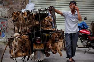 Homem espera por clientes ao lado de jaulas com cachorros para serem vendidos