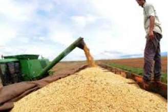 Produção agrícola este ano deve cair 11,1%, indica pesquisa do IBGE           