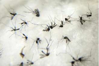 O mosquito Aedes aegypti é responsável pela transmissão da dengue, da febre chikungunya e do vírus Zika