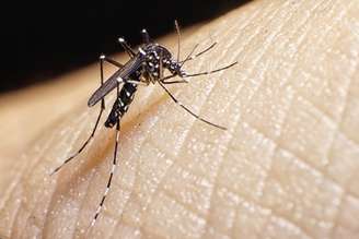 O Aedes aegypti é o transmissor dos vírus da dengue, zika e chikungunya. 
