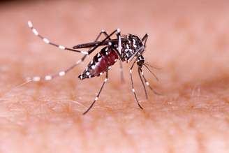 O Aedes aegypt é o mosquito responsável pela doença da febre amarela em áreas urbanas