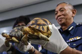 Tartarugas apreendidas no Aeroporto Internacional de Kuala Lumpur.