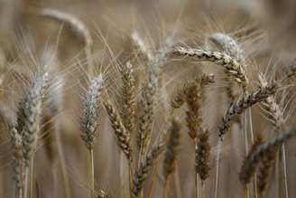 Plantação de trigo em Remouille, França
6/7/2017 REUTERS/Stephane Mahe