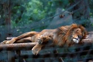 Leão dorme em jaula no zoológico de Caracas
12/07/2017 REUTERS/Carlos Jasso