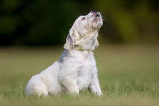 Cães normalmente substituem o latido pelo uivo em situações específicas para chamar a atenção