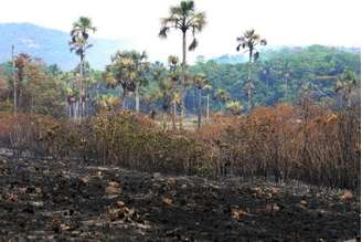 Brigadistas e voluntários trabalham 24 horas por dia para combater o incêndio no Parque Nacional da Chapada dos Veadeiros