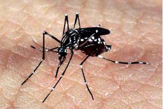 Técnicos estudam ovos do mosquito causador da dengue para avaliar efeito de inseticidas