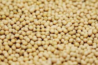 Grãos de soja em unidade de pesquisa da Monsanto no Missouri, EUA
28/07/2014 REUTERS/Tom Gannam