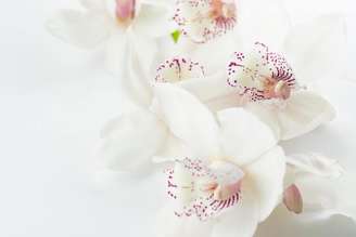 1- Tipos de orquídeas brancas e delicadas para decorar ambientes sofisticados