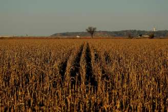 Plantação de milho em Defiance, Iowa, EUA
28/10/2017
REUTERS/Lucas Jackson