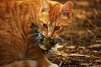 Gatos selvagens foram responsáveis pela extinção de espécies na Austrália