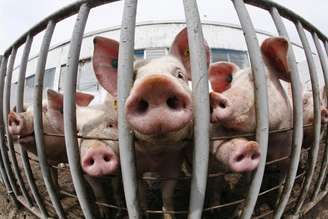 Criação de porcos em Belotincy, Bulgária 
28/04/2009
REUTERS/Oleg Popov