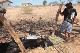 Produtor observa vaca agonizante devido à falta de água
