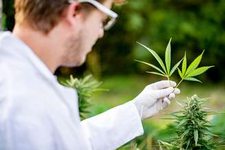 Pesquisador segurando duas folhas de Cannabis (imagem ilustrativa)