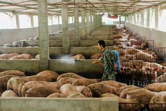 Agricultor desinfeta criação de porcos em Guangan, China 
27/08/2019
REUTERS/Stringer