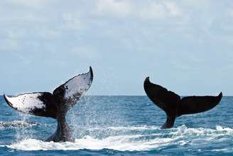 Baleias Jubartes nadam nas águas do Parque Nacional Marinho de Abrolhos.