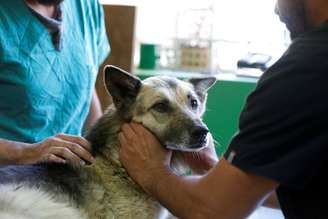 Cachorro é examinado por veterinários após ficar machucado em incêndio em Valparaíso
26/12/2019
REUTERS/Rodrigo Garrido