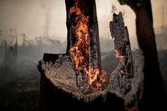 Tronco de árvore em chamas na Amazônia 