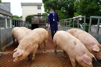 Criação de porcos em Wuyi, China 
27/07/2020
China Daily via REUTERS