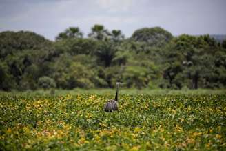 Campo de soja. REUTERS/Ueslei Marcelino