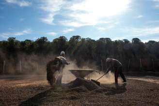 Trabalhadores coletando cafés queimados pela geada em Varginha, Minas Gerais. 
30/07/2021 
REUTERS/Roosevelt Cassio