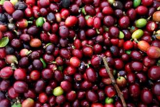 Frutas de café recém colhidas em Pueblorrico, Colômbia. 
11/03/2019 
REUTERS/Luisa Gonzalez