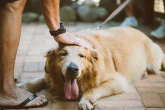 Assim como em humanos, a cárie e o mau hálito em cães também não são normais e devem ser acompanhados de perto