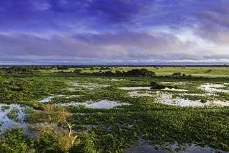 O Pantanal mato-grossense é um dos cenários do documentário Brasil Selvagem.