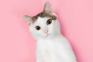Curiosidades sobre o comportamento dos gatos (Imagem: Shutterstock)