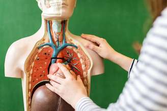 Sistemas do corpo humano são responsáveis por funções essenciais para manutenção da vida (Imagem: Shutterstock)