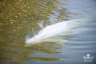 Baleia beluga ficou presa no rio Sena, na França