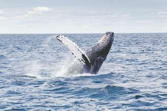 Baleia-azul é o maior animal do mundo