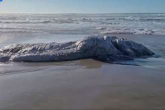 Suposto 'monstro marinho' é encontrado em decomposição em praia dos EUA