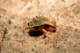 Pingo-de-ouro-clarissa, nova espécie de sapo achada por pesquisadores da UERJ