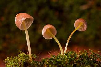 Bolha florestal de Marte contaria com fungos