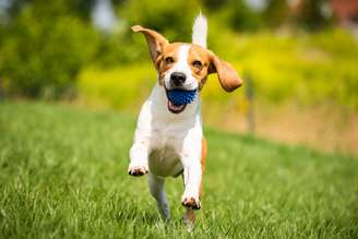 Oferecer momentos felizes aos pets é importante para a saúde mental e física deles