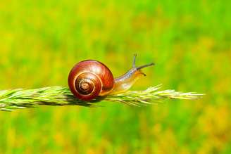 Caracóis podem virar verdadeira dor de cabeça