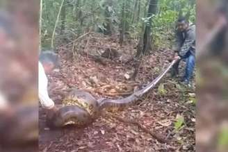 Sucuri de 9 metros ataca cadela na área rural de Goiás