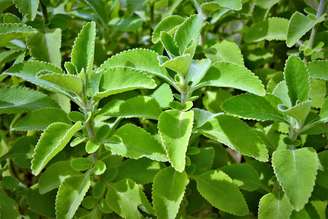 A força contida nas propriedades da erva de boldo é capaz de nos influenciar emocionalmente