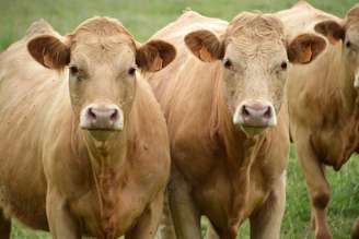 A Rússia anunciou o fim do embargo às importações de carne bovina brasileira Crédito
