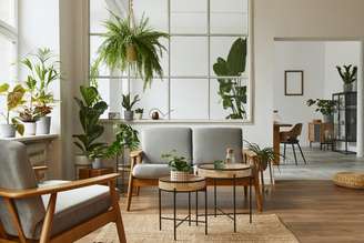 Plantas na decoração oferecem conforto e bem-estar