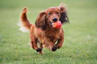 As maçãs possuem nutrientes benefícos aos cães