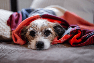 Em épocas mais chuvosas, é preciso estar atento à saúde do pet