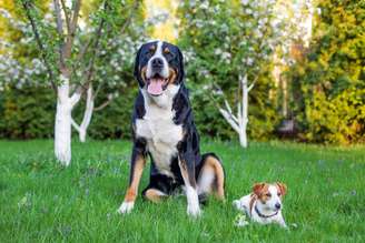 Cachorros passam por diferentes fases de desenvolvimento até atingir a maturidade