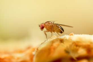 Normalmente, a reprodução da mosca Drosophila melanogaster é sexuada
