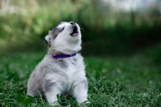 O uivo é uma forma de comunicação